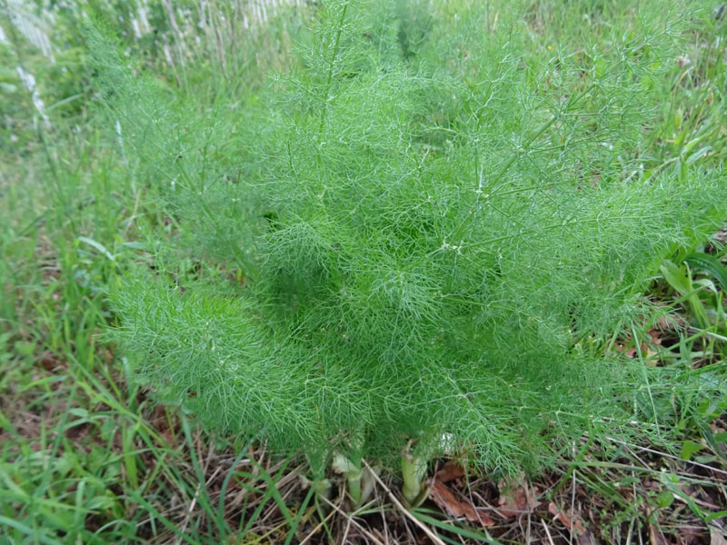 Foeniculum vulgare / Finocchio comune